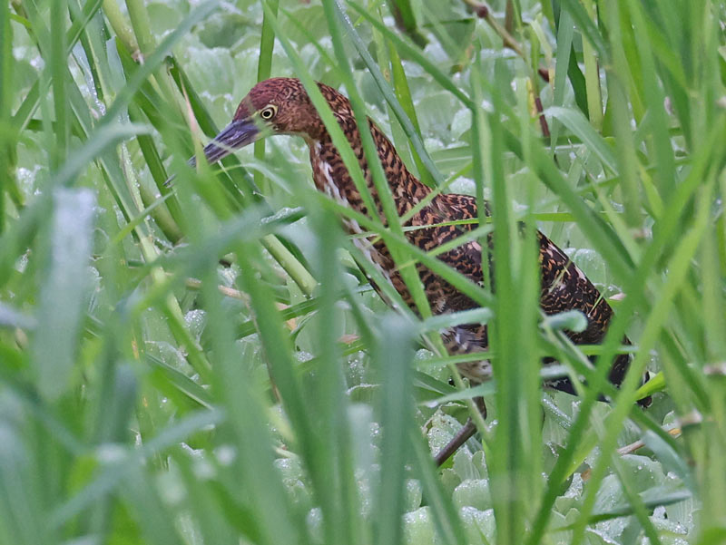 Rufescent Tiger-heron
