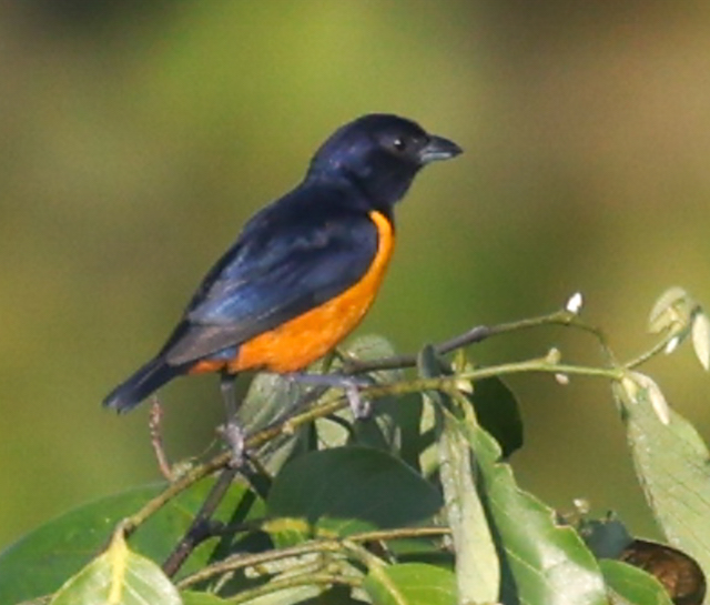 Rufous-bellied Euphonia