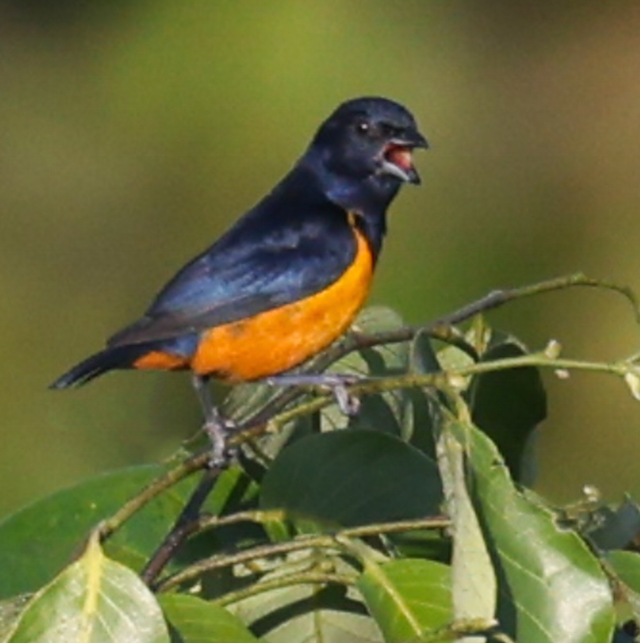 Rufous-bellied Euphonia