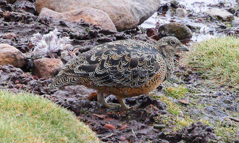 Rufous-bellied Seedsnipe