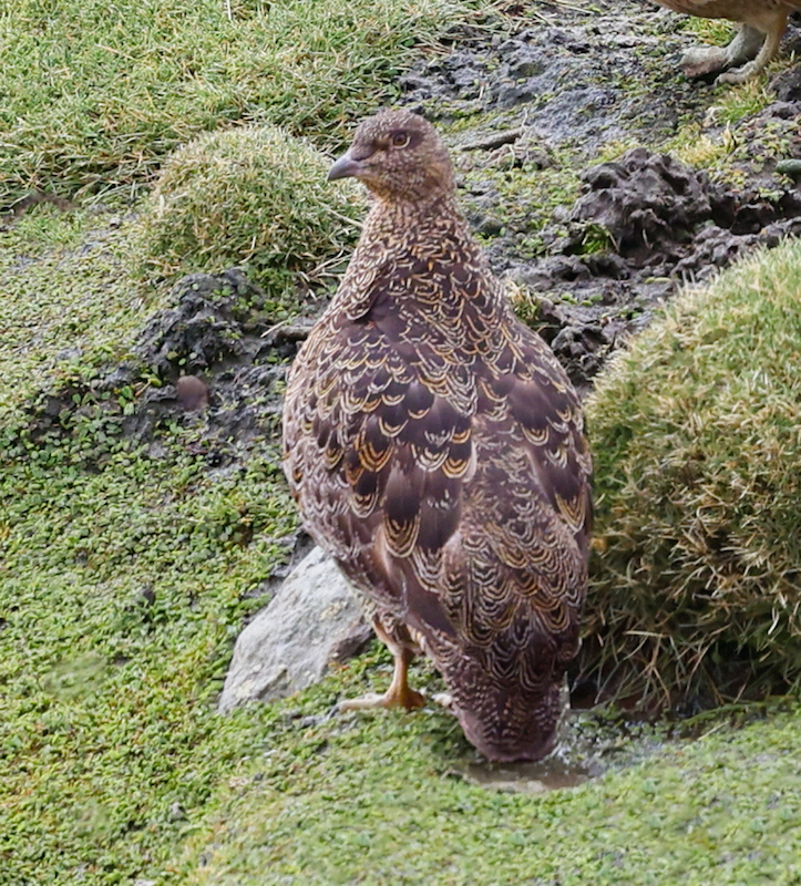 Rufous-bellied Seedsnipe