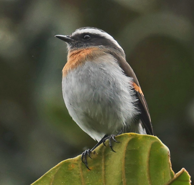 Rufous-breasted Chat-tyrant