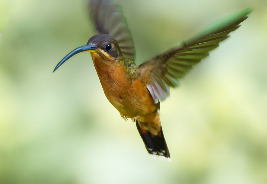 Rufous-breasted Hermit