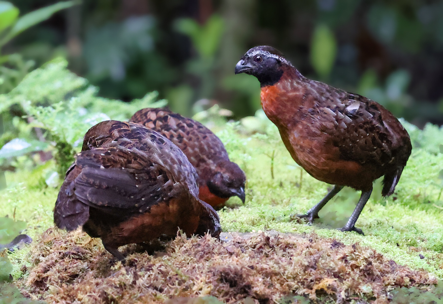 Rufous-breasted Wood-qail