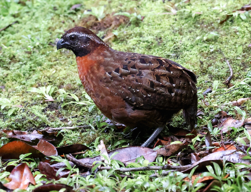 Rufous-breasted Wood-qail