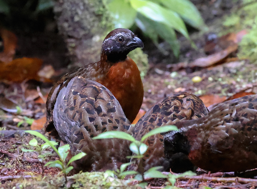 Rufous-breasted Wood-qail
