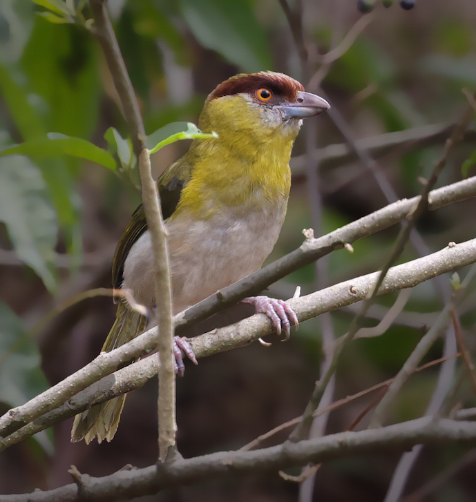 Rufous-browed Peppershrike
