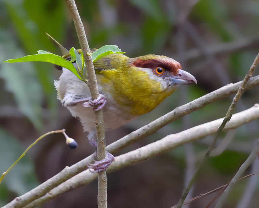 Rufous-browed Peppershrike