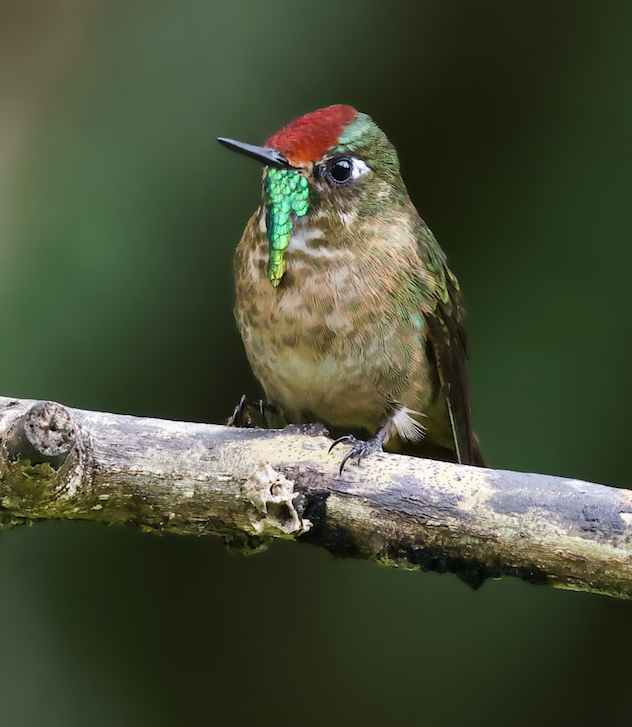 Rufous-capped Thornbill