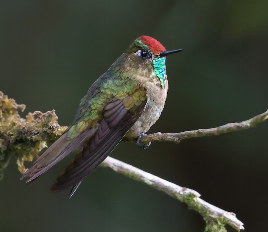 Rufous-capped Thornbill