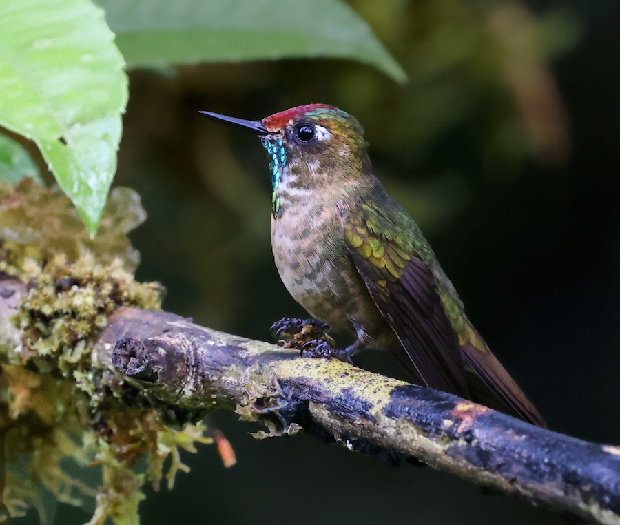 Rufous-capped Thornbill