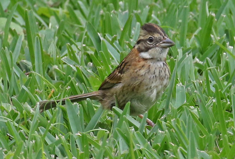 Rufous-collared Sparrow (juvenile)