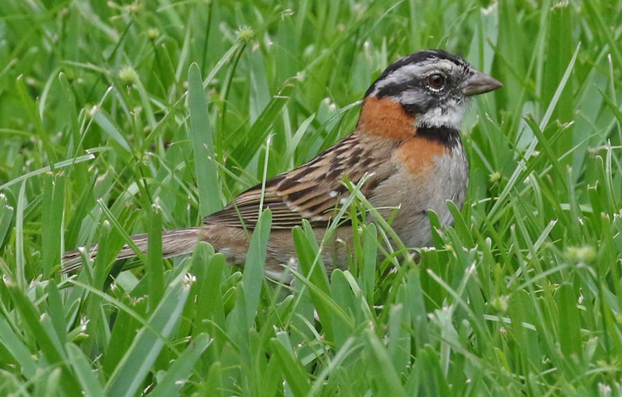 Rufous-collared Sparrow (adult)