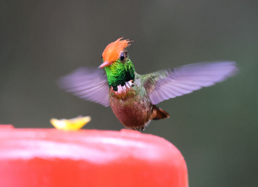 Rufous-crested Coquette