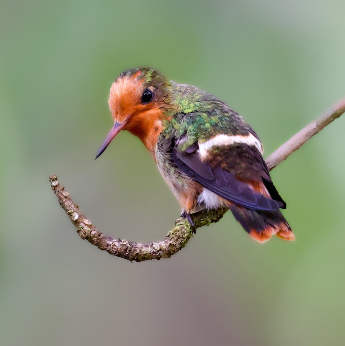 Rufous-crested Coquette