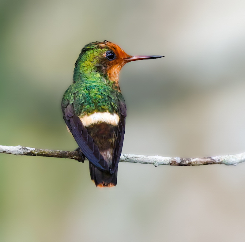 Rufous-crested Coquette