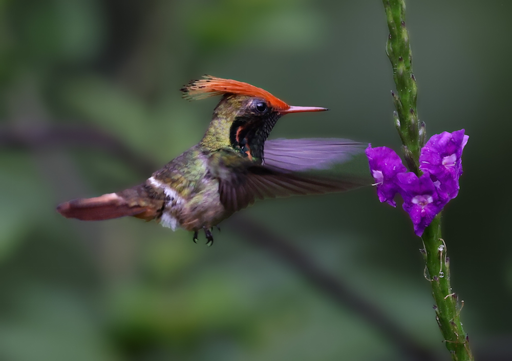 Rufous-crested Coquette