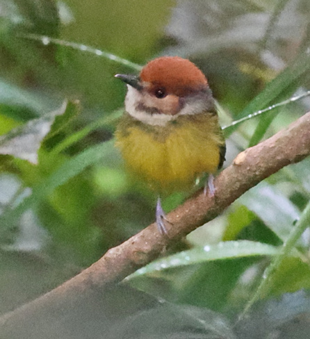 Rufous-crowned Tody-flycatcher