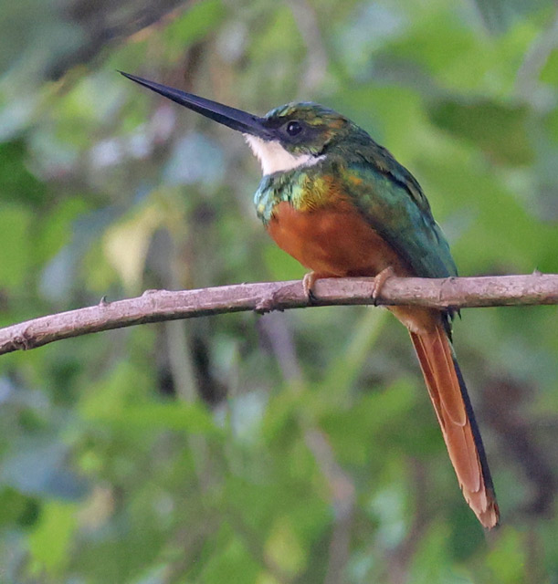 Rufous-tailed Jacamar