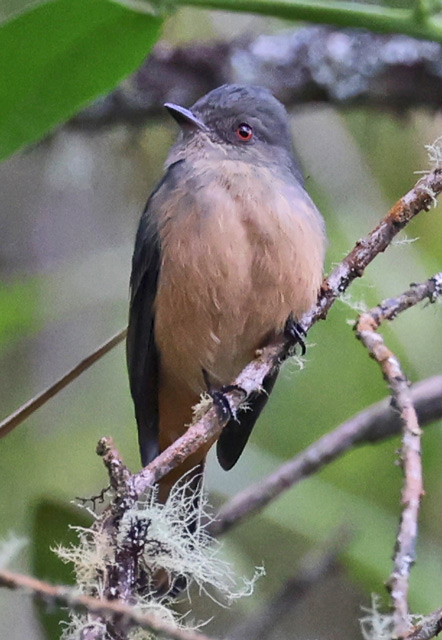 Rufous-tailed Tyrant