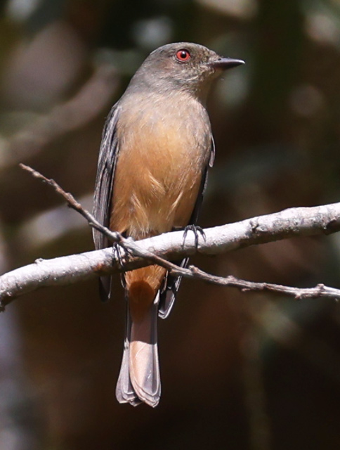 Rufous-tailed Tyrant