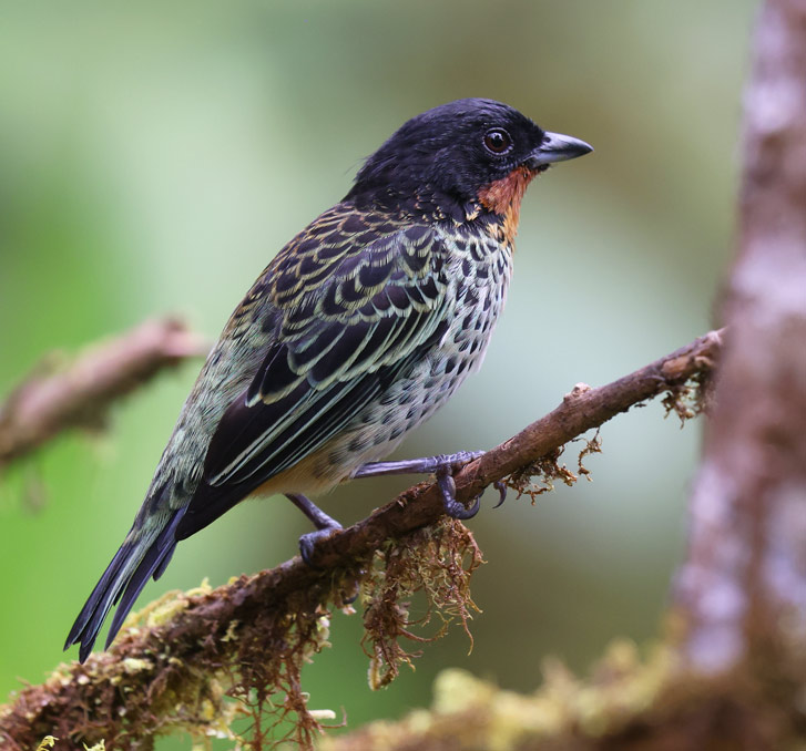 Rufous-throated Tanager