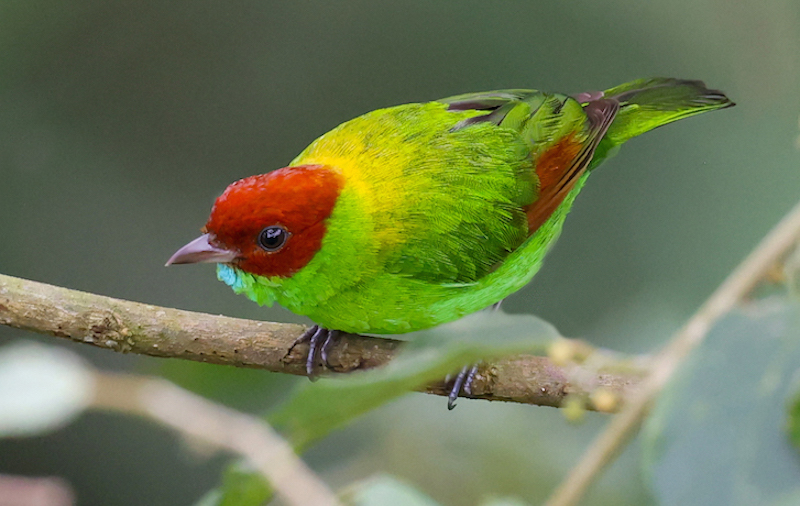 Rufous-winged Tanager