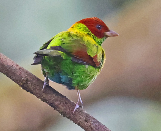 Rufous-winged Tanager