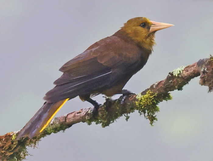 Russet-backed Oropendola