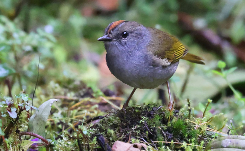Russet-crowned Warbler