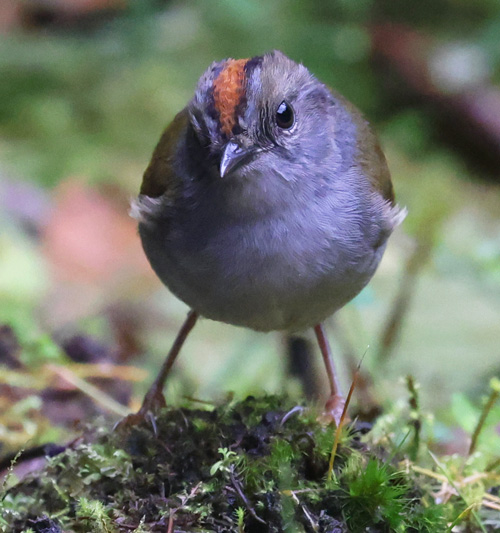 Russet-crowned Warbler