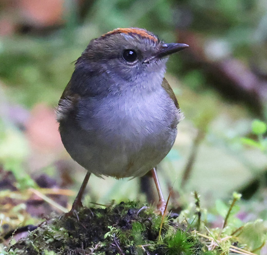 Russet-crowned Warbler