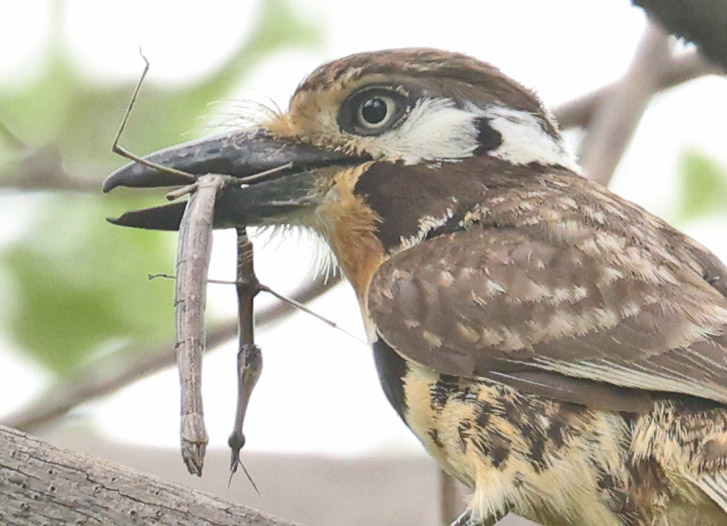 Russet-throated Puffbird