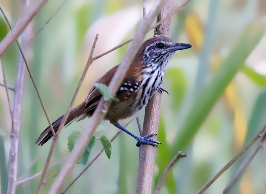 Rusty-backed Antwren