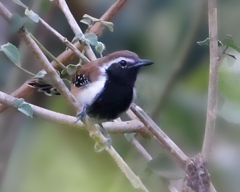 Rusty-backed Antwren