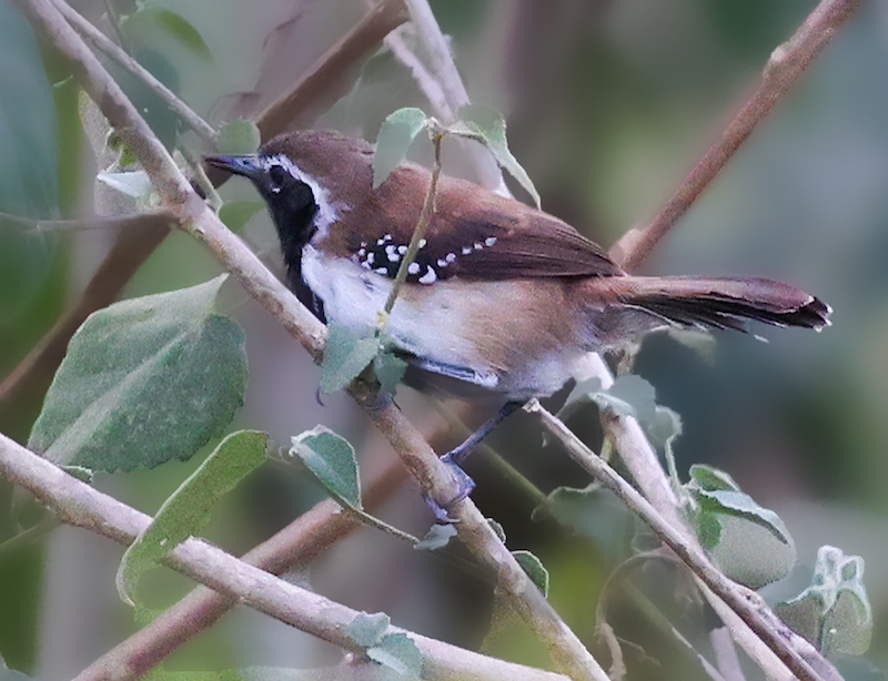 Rusty-backed Antwren