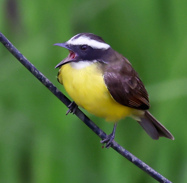 Rusty-margined Flycatcher