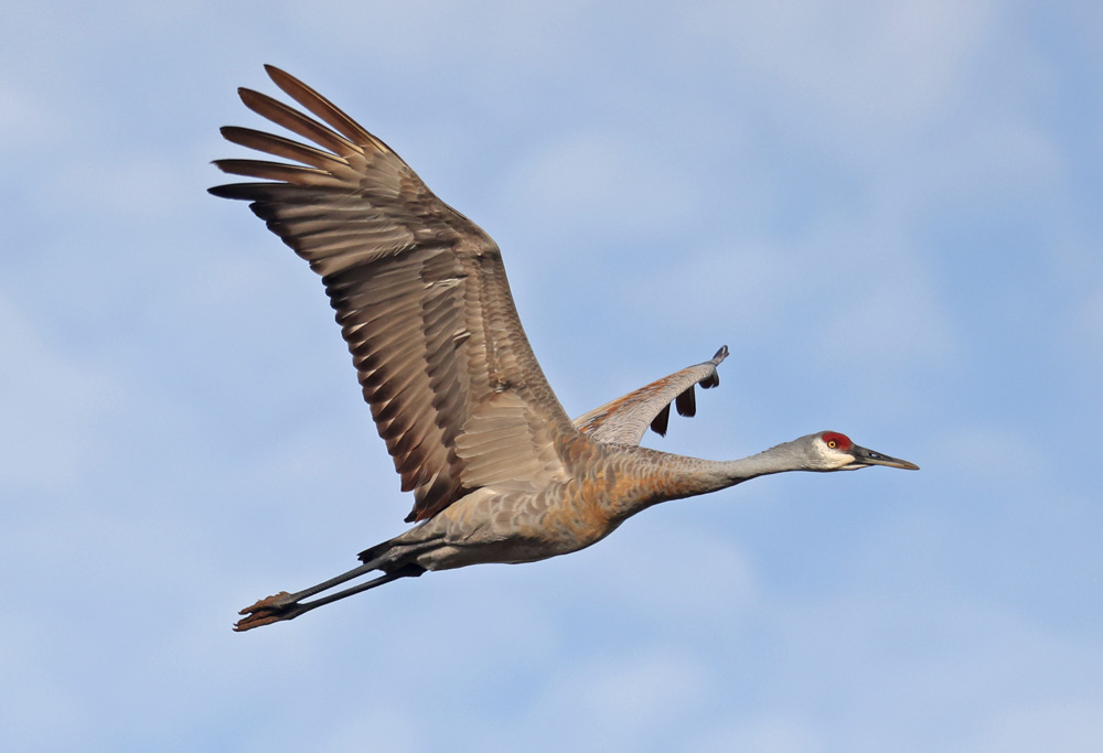 Sandhill Crane (in flight)