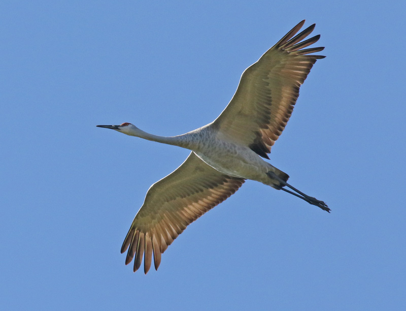Sandhill Crane (in flight)