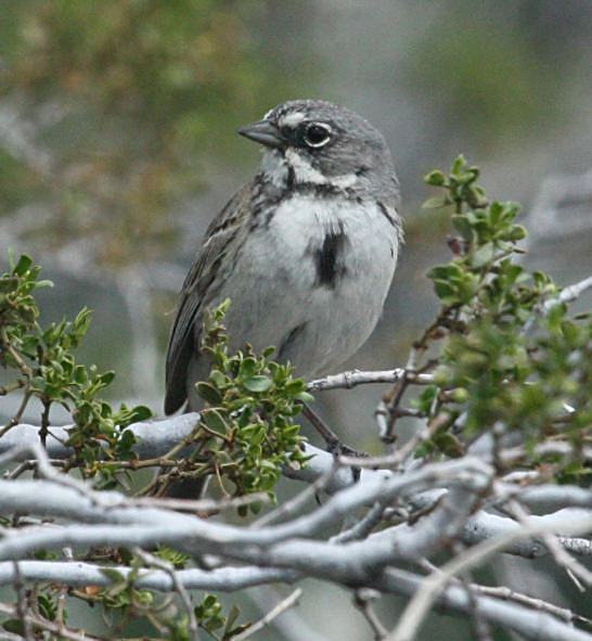 Sage Sparrow photo #1