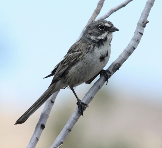Sage Sparrow photo #2