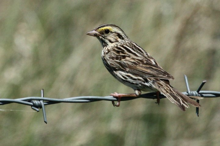 Savannah Sparrow (western form)