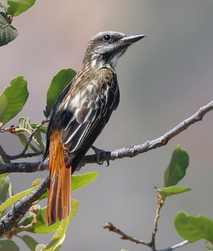 Sulphur-bellied Flycatcher