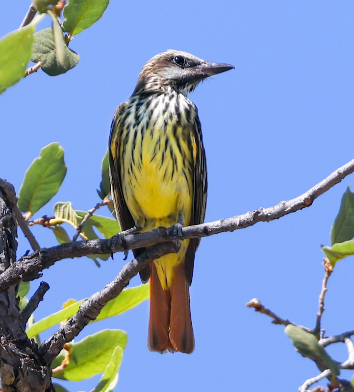 Sulphur-bellied Flycatcher