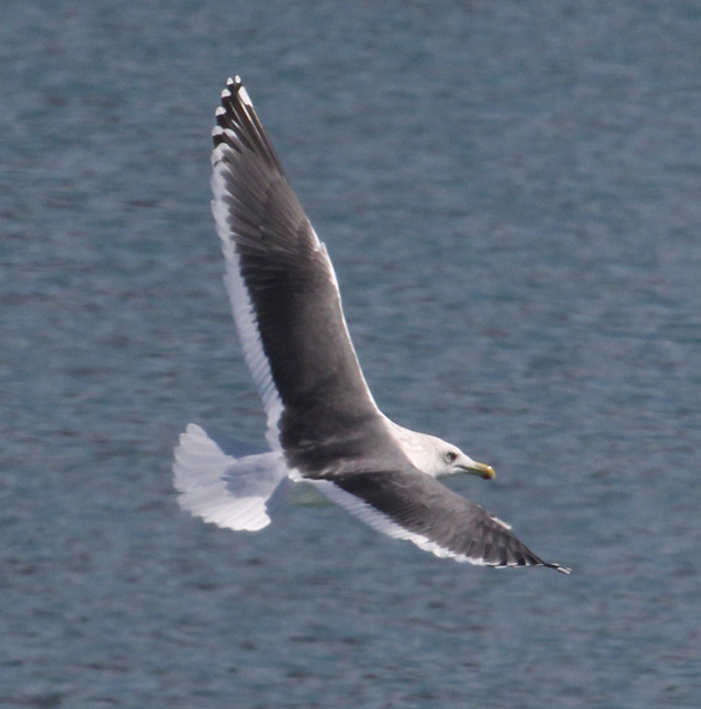 Slaty-backed Gull (adult)