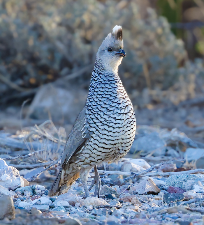 Scaled Quail