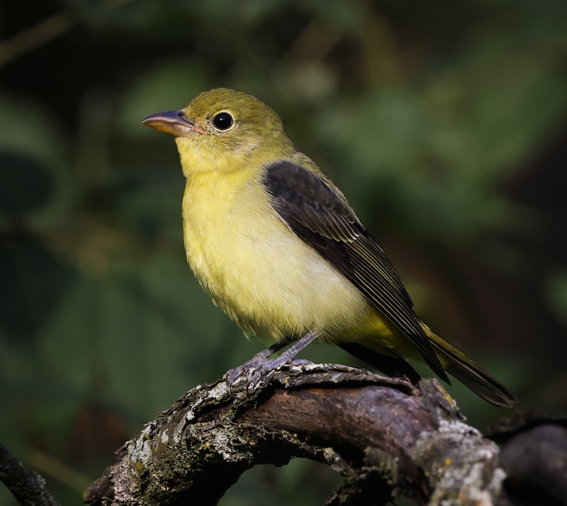 Scarlet Tanager (fall)