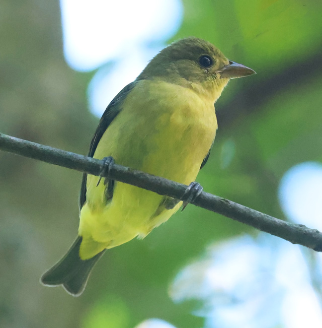 Scarlet Tanager (fall)