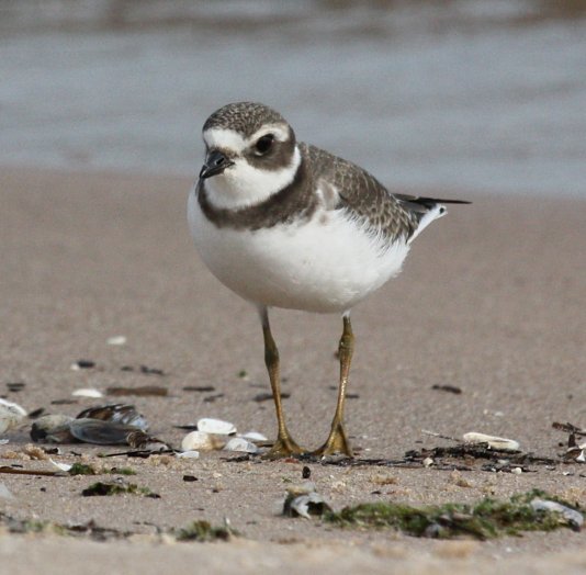 Semipalmated Plover photo #4