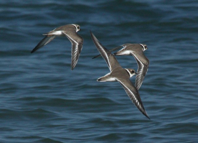 Semipalmated Plover (juveniles in flight)